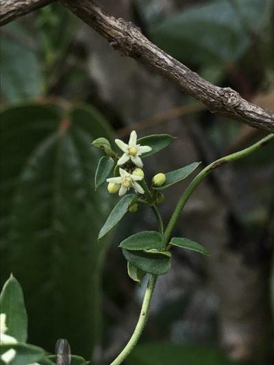 Scyphostelma tenellum, photographed by Nicolás Baresch Uribe
