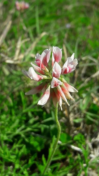 Trifolium polymorphum, photographed by Daniel Dias