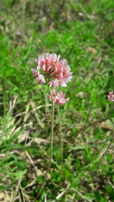 Trifolium polymorphum, photographed by Daniel Dias