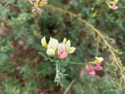 Acmispon grandiflorus, photographed by Zack Abbey