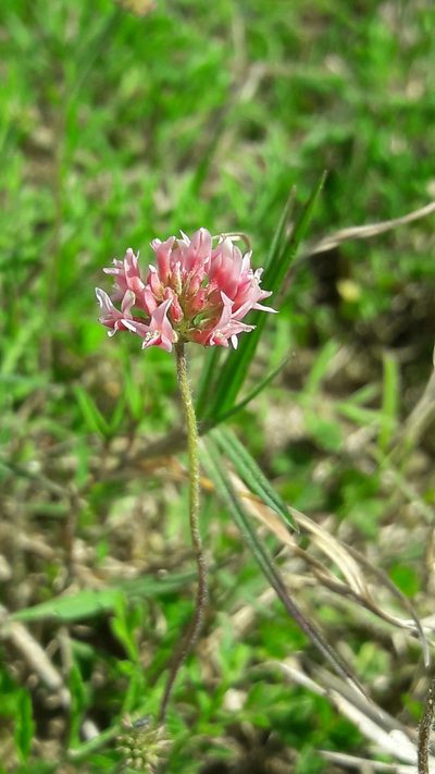 Trifolium polymorphum, photographed by Daniel Dias