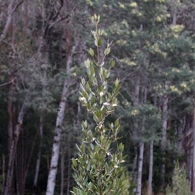 Atherosperma moschatum, photographed by Cowirrie