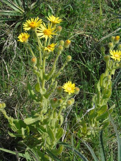 Senecio selloi, photographed by Daniel Dias