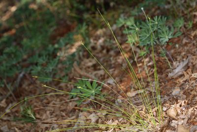 Carex multicaulis, photographed by Steve Matson