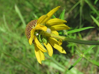 Rudbeckia grandiflora, photographed by Laura Clark