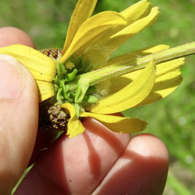 Rudbeckia grandiflora, photographed by Laura Clark