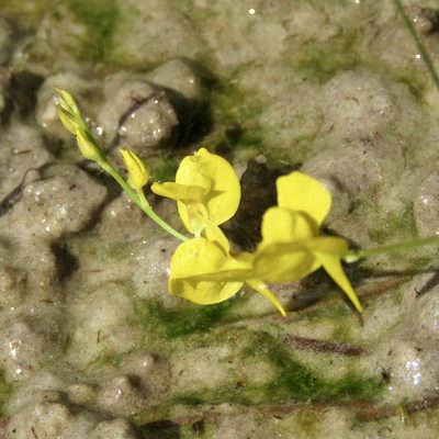 Utricularia juncea, photographed by Laura Clark