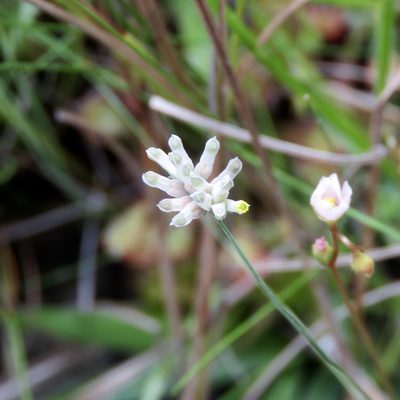 Burmannia capitata, photographed by Laura Clark