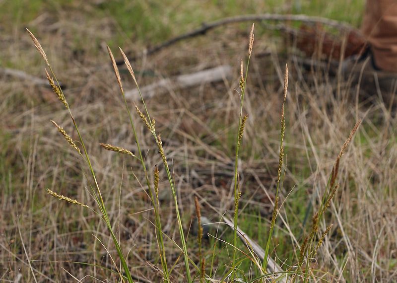 Carex obispoensis, photographed by Steve Matson
