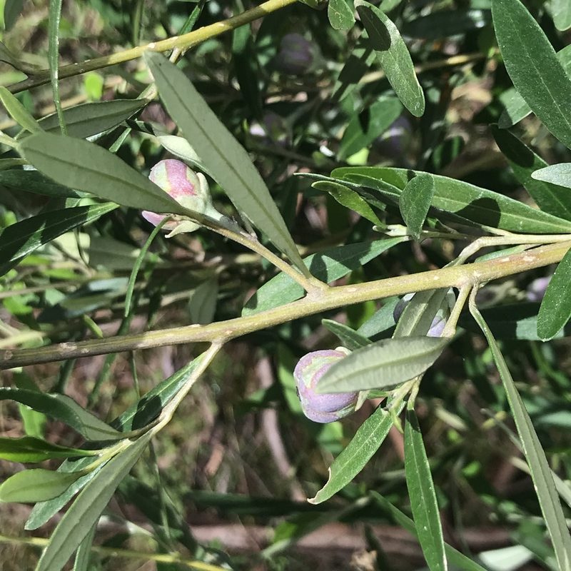 Beyeria viscosa, photographed by Jesse de Vries