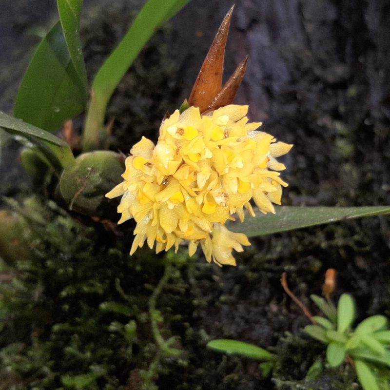 Maxillaria pseudoneglecta, photographed by Arthur de Jesús Chavarría Pérez