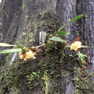 Maxillaria pseudoneglecta, photographed by Arthur de Jesús Chavarría Pérez