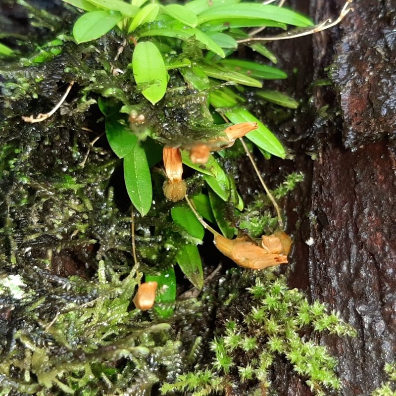 Specklinia lanceola, photographed by Arthur de Jesús Chavarría Pérez