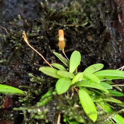 Specklinia lanceola, photographed by Arthur de Jesús Chavarría Pérez