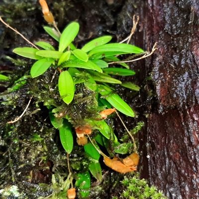 Specklinia lanceola, photographed by Arthur de Jesús Chavarría Pérez