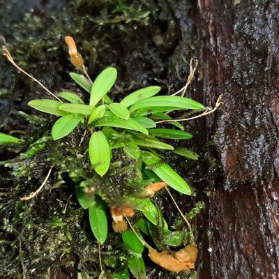 Specklinia lanceola, photographed by Arthur de Jesús Chavarría Pérez