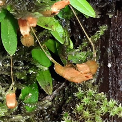 Specklinia lanceola, photographed by Arthur de Jesús Chavarría Pérez