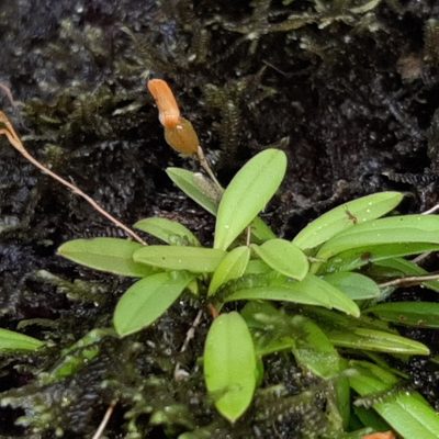 Specklinia lanceola, photographed by Arthur de Jesús Chavarría Pérez