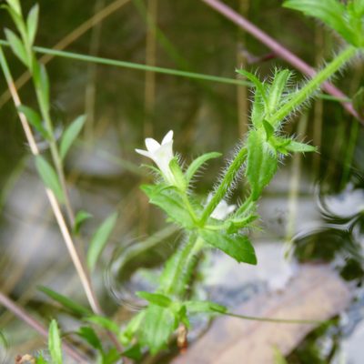 Gratiola pilosa, photographed by Laura Clark
