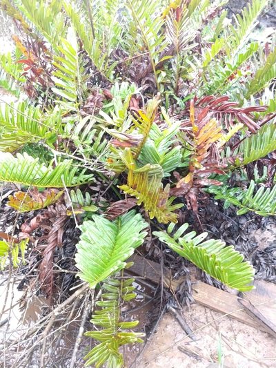 Lomariocycas schomburgkii, photographed by William G. Borges