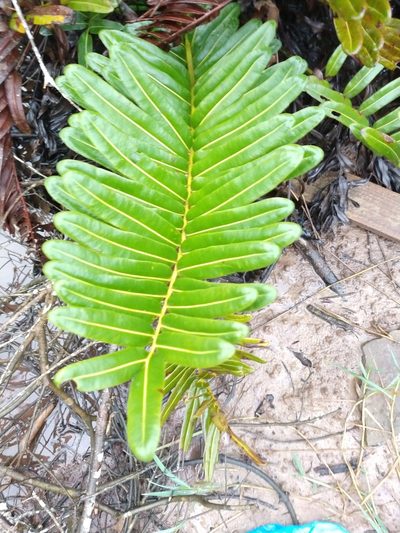 Lomariocycas schomburgkii, photographed by William G. Borges