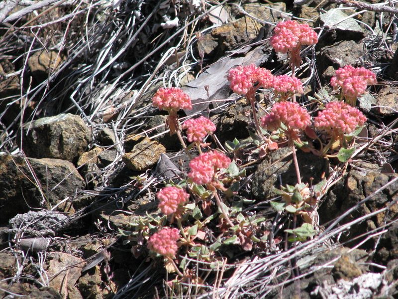 Eriogonum nervulosum, photographed by Roger Raiche