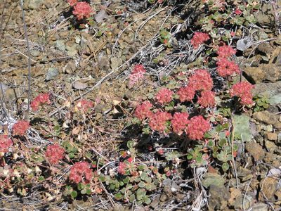 Eriogonum nervulosum, photographed by Roger Raiche