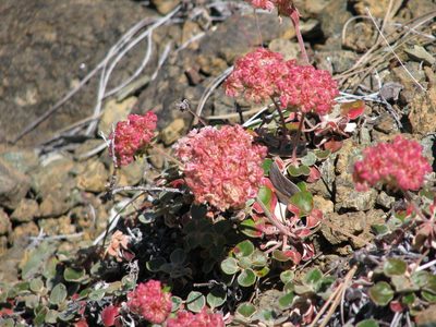 Eriogonum nervulosum, photographed by Roger Raiche