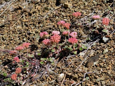 Eriogonum nervulosum, photographed by Roger Raiche