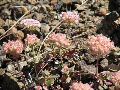 Eriogonum nervulosum, photographed by Roger Raiche