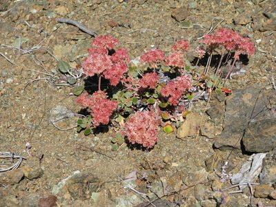 Eriogonum nervulosum, photographed by Roger Raiche