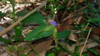 Cyanotis cristata, photographed by Ramesh Shenai Jr.