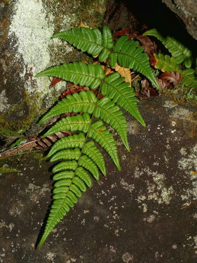 Dryopteris fructuosa, photographed by Jacy Chen