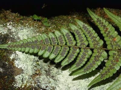 Dryopteris fructuosa, photographed by Jacy Chen