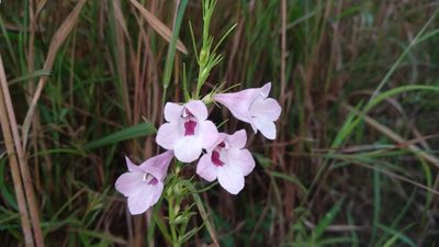 Parasopubia delphiniifolia, photographed by Ramesh Shenai Jr.