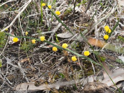 Acacia applanata, photographed by Brett Coulstock