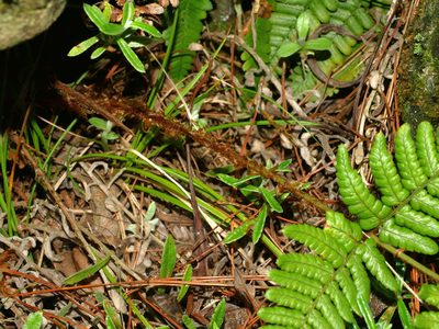 Dryopteris fructuosa, photographed by Jacy Chen