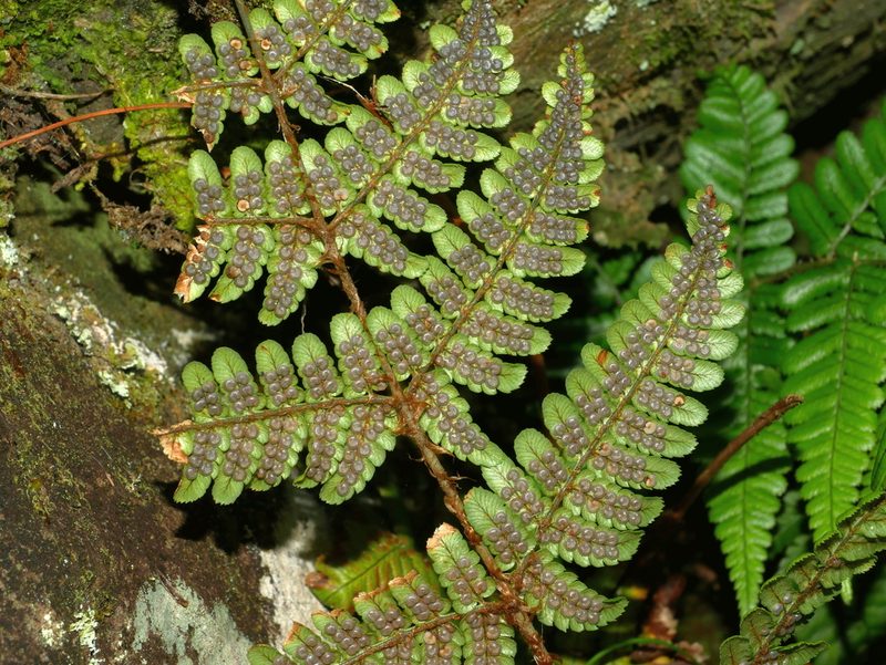 Dryopteris fructuosa, photographed by Jacy Chen