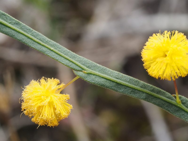 Acacia applanata, photographed by Brett Coulstock