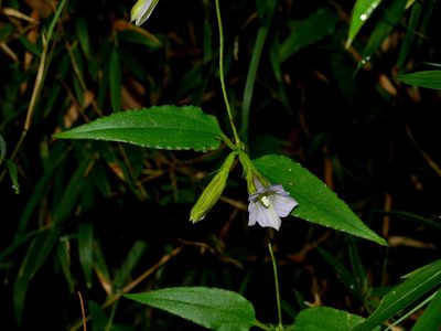 Tripterospermum lanceolatum, photographed by Jacy Chen