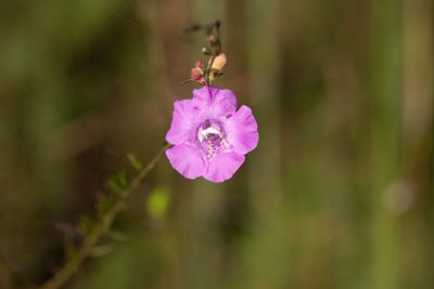 Agalinis fasciculata, photographed by Jessica