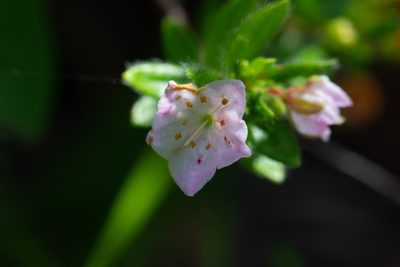 Kalmia hirsuta, photographed by Jessica