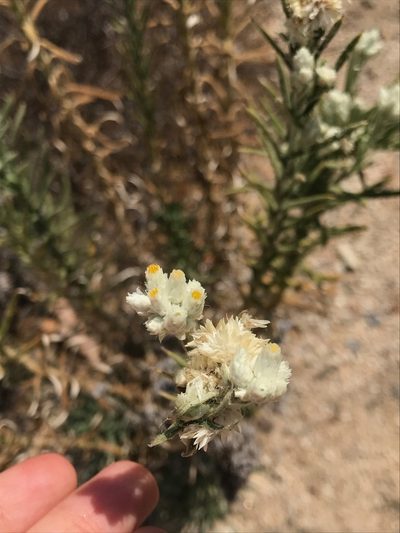 Pseudognaphalium leucocephalum, photographed by Emily Chebul