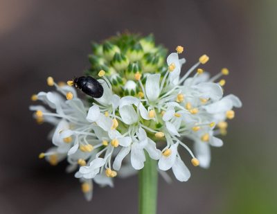 Dalea mountjoyae, photographed by Jessica