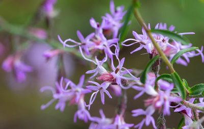 Liatris gracilis, photographed by Jessica