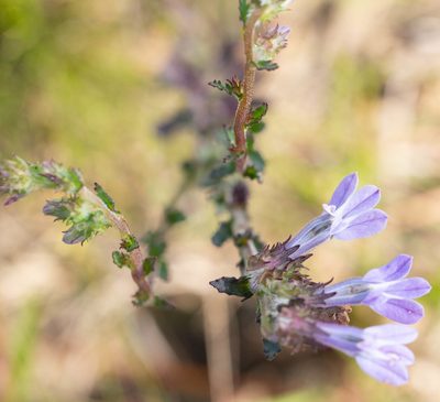 Lobelia brevifolia, photographed by Jessica