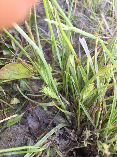 Carex secalina, photographed by Andre Hosper