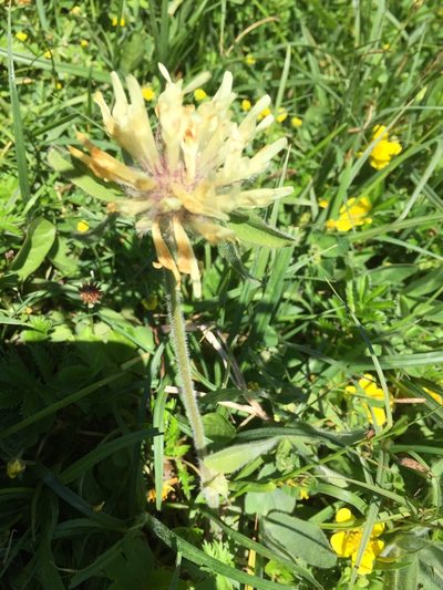 Trifolium trichocephalum, photographed by Andre Hosper