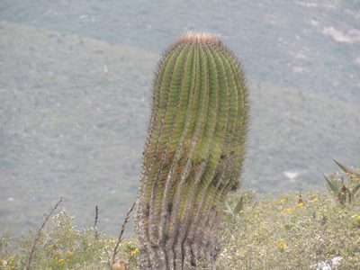 Ferocactus haematacanthus, photographed by Tereso Hernández Morales