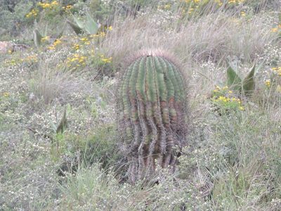 Ferocactus haematacanthus, photographed by Tereso Hernández Morales
